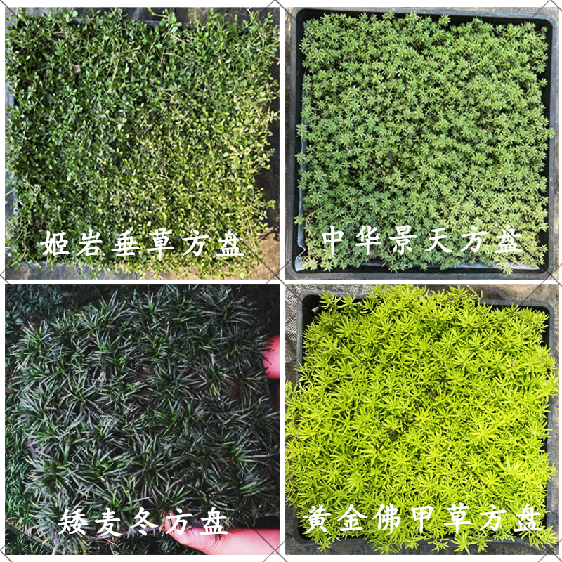 中华景天/薄雪万年青佛甲草方盘四季常绿草坪多年生庭院盆栽绿化