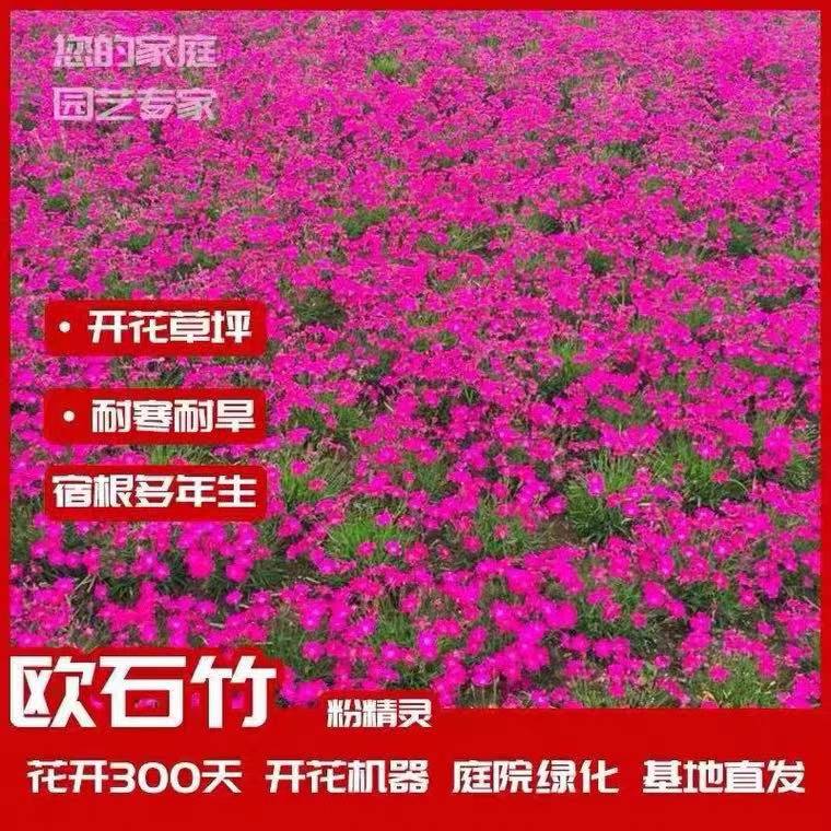 欧石竹花苗四季开花草坪多年生耐寒耐旱庭院盆栽绿化宿根粉贝