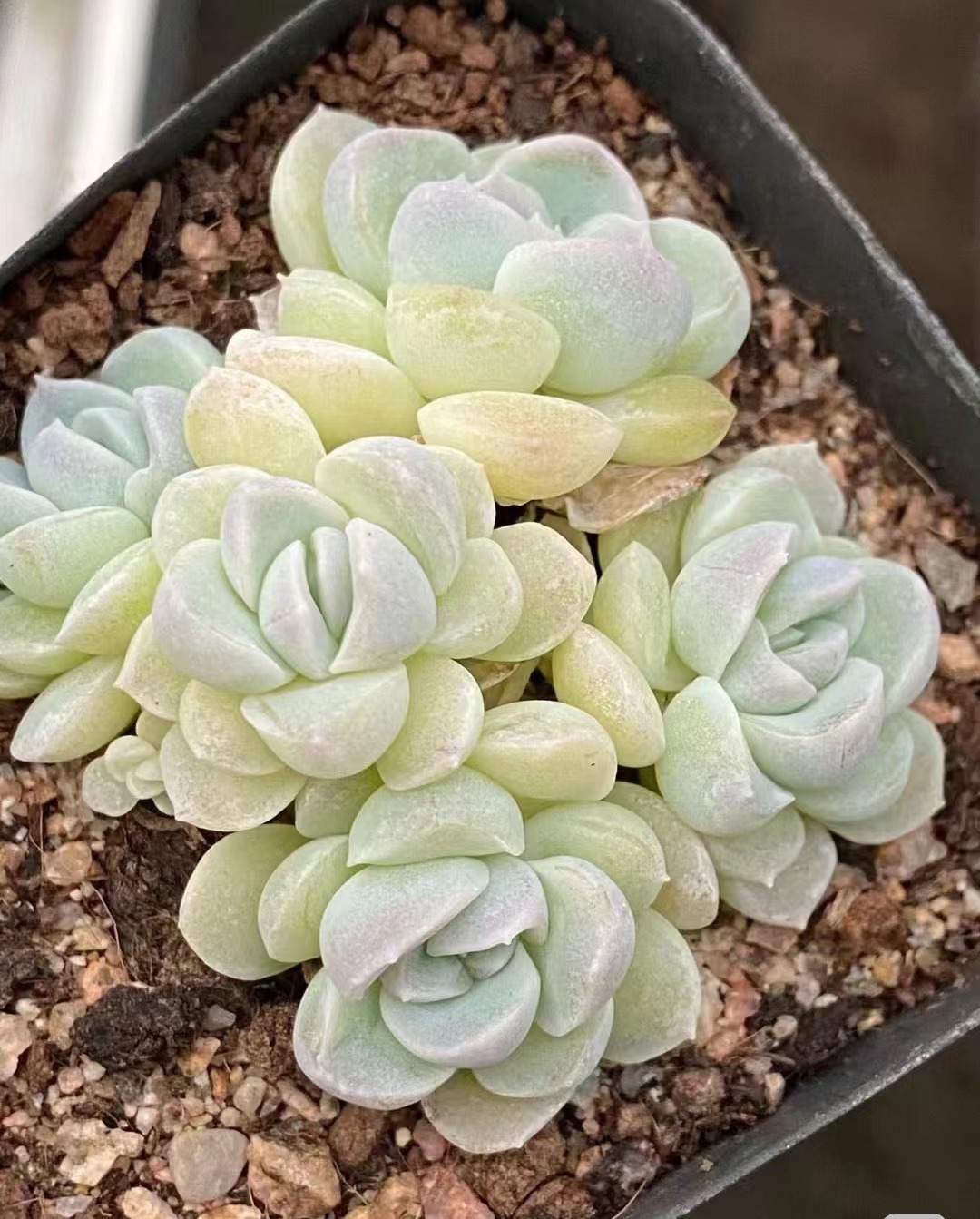 满18元包邮精美多肉奶油美人拍一发二（以直播间展示为准）