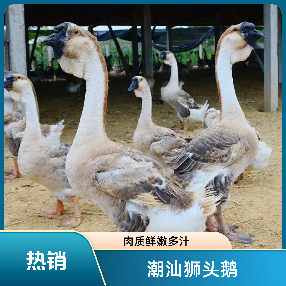 【1斤左右】特大种狮头鹅肉干肉质鲜美顺丰速运