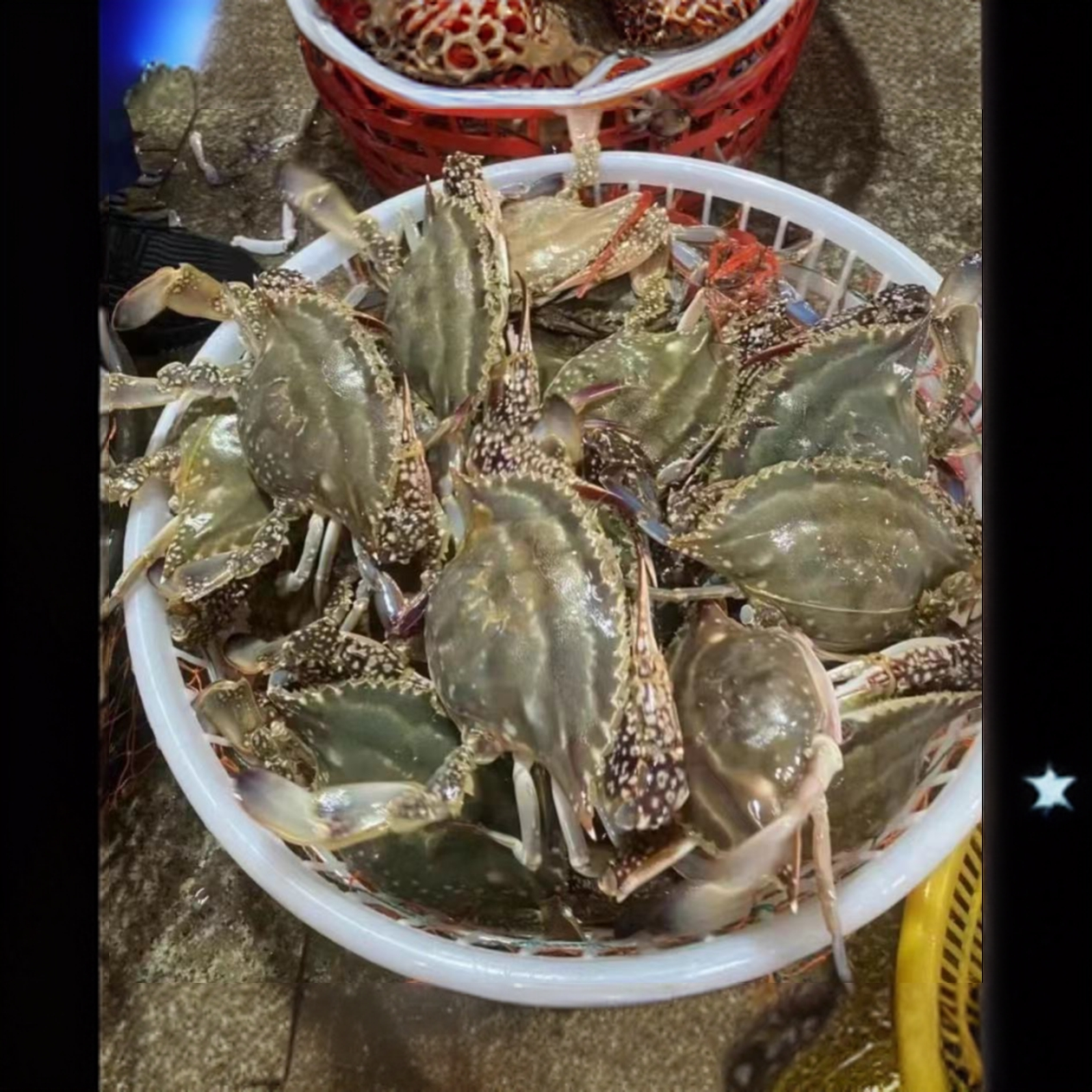 东港断氧公母混顺丰同城包邮个别断腿介意勿拍三斤