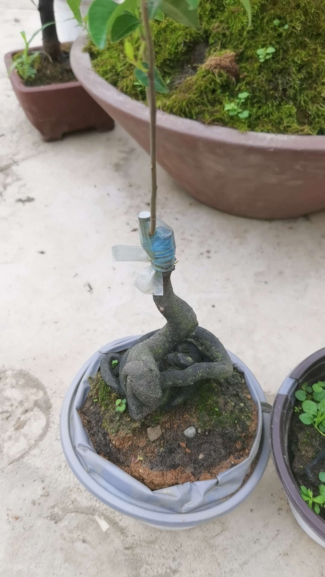 盆景直播付米用，不包邮