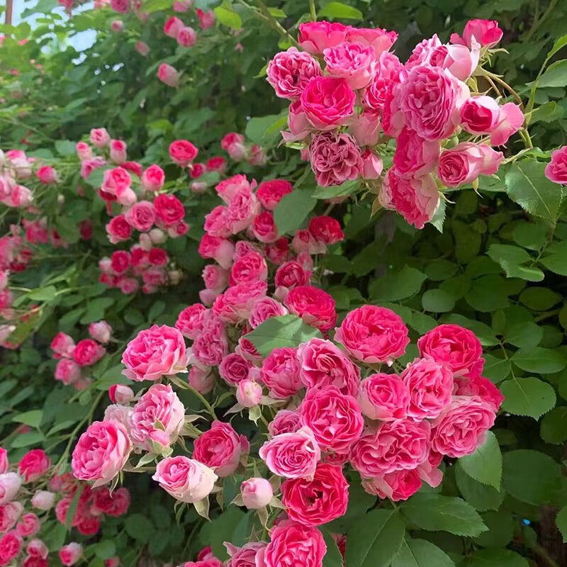 胭脂扣四季开花群爬藤本月季大花苗蔷薇月季花盆栽阳台月季花树苗