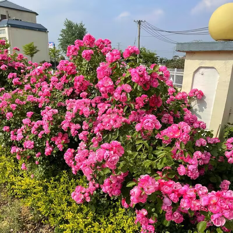 安吉拉四季开花爬藤月季多头群开藤本多花蔷薇阳台玫瑰花卉庭院