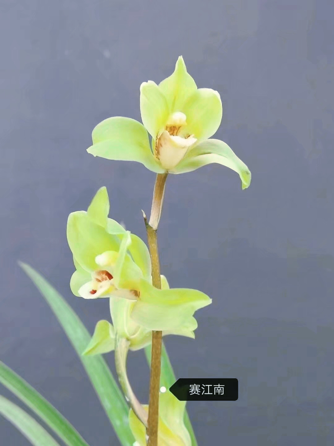 送春、惠兰、春剑、莲瓣兰、绿兰、秋芝各品种一物一拍链接青石草兰苑