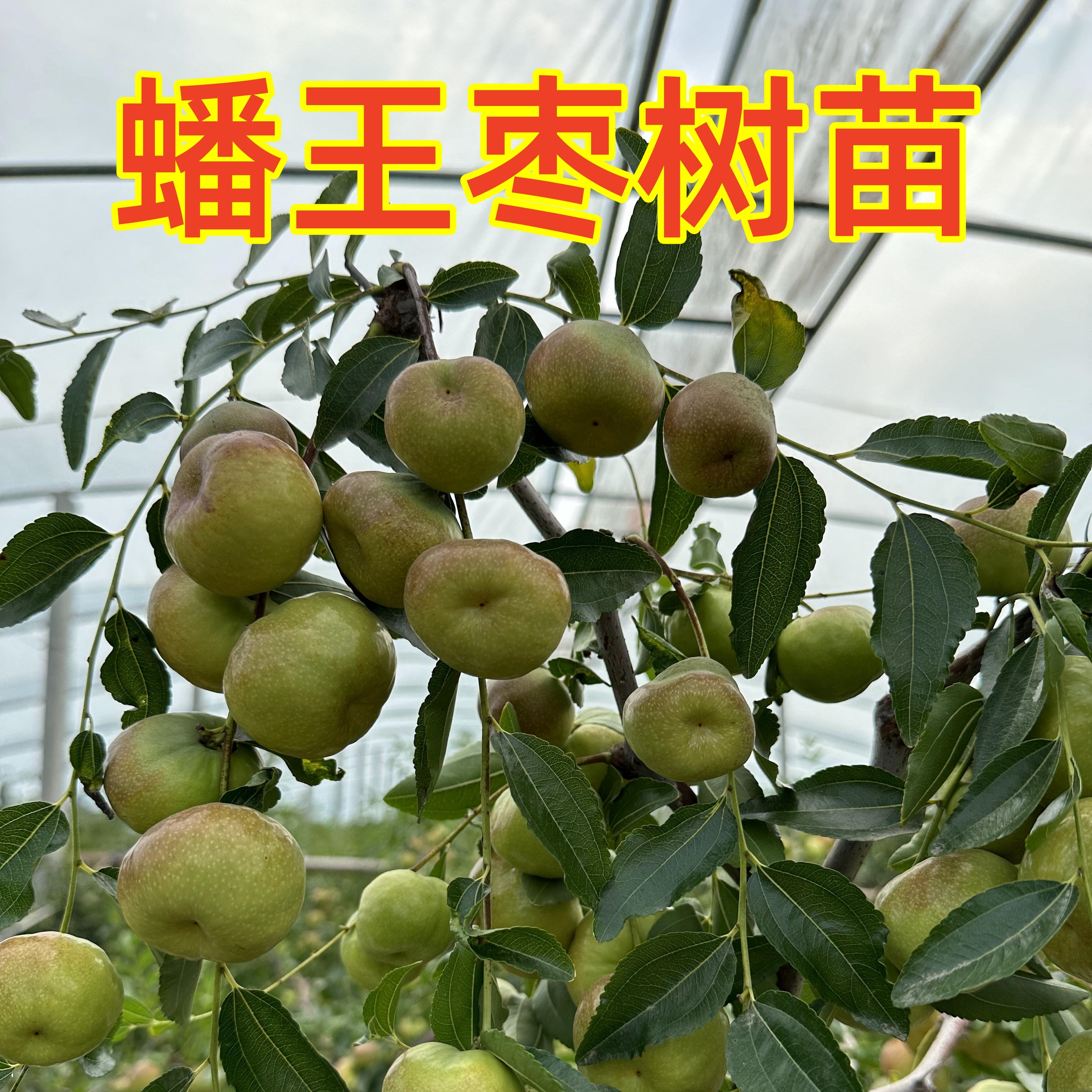 蟠王枣潘枣油蟠脆枣冰糖冬枣大甜红枣阳台盆栽庭院地栽果树苗木