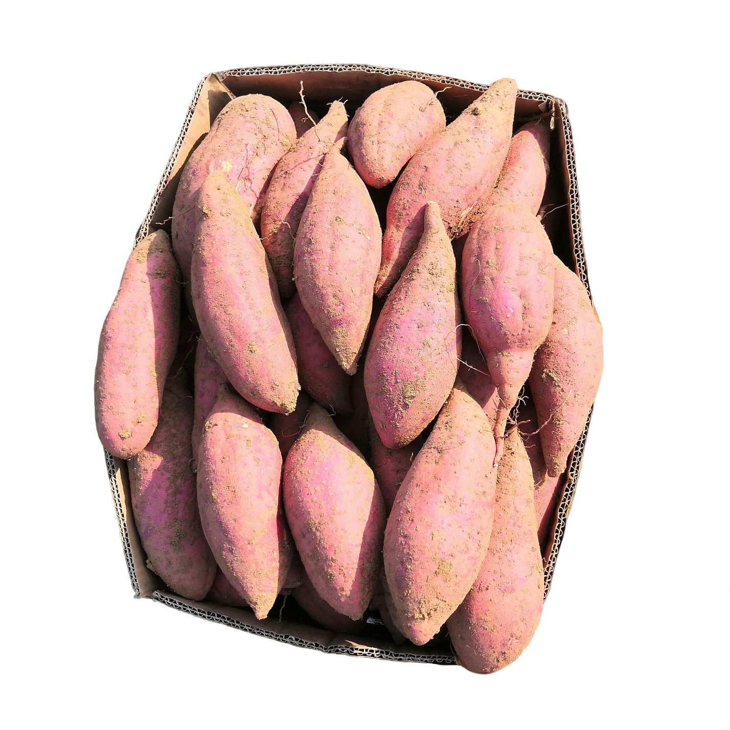 湖南农户新鲜红薯纯正味道可制作传统纯手工红薯粉