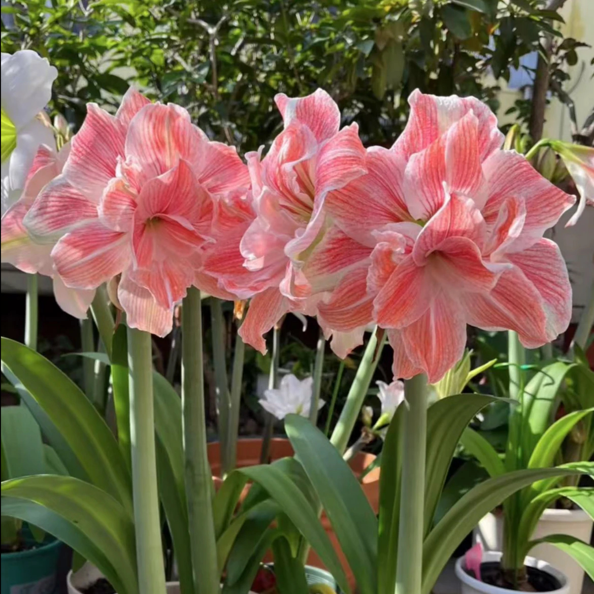 （小花匠花坊）初恋～重瓣，南非进口朱顶红种球