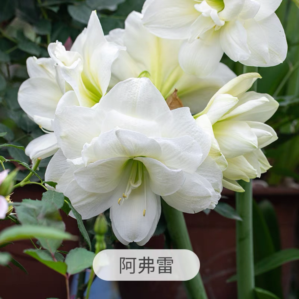 （小花匠花坊）阿芙蕾～重瓣，南非进口朱顶红种球