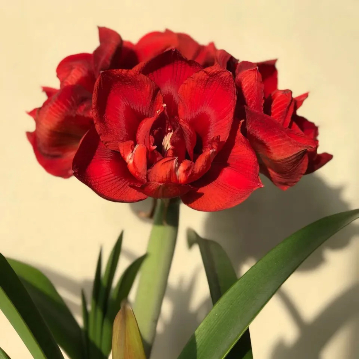 （小花匠花坊）重瓣黑天鹅～重瓣，荷兰进口朱顶红种球