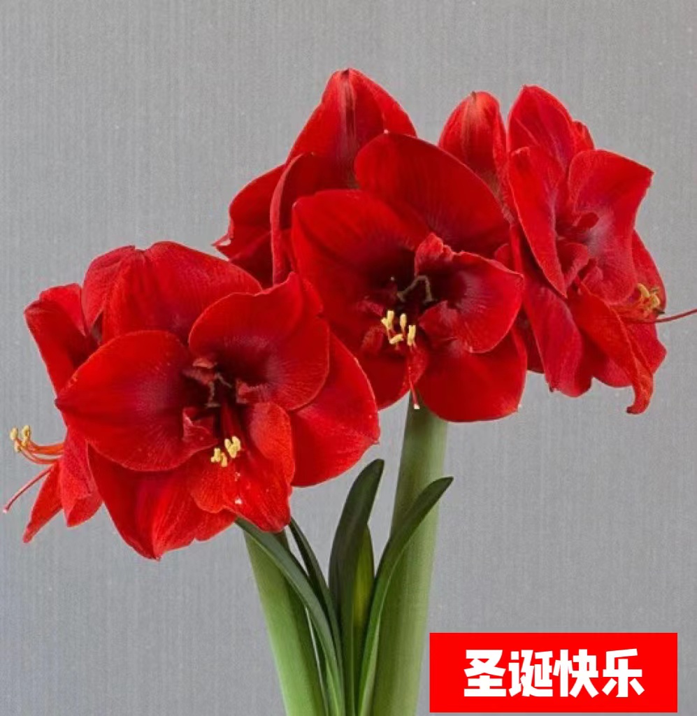 （小花匠花坊）圣诞快乐～单瓣，南非进口朱顶红种球