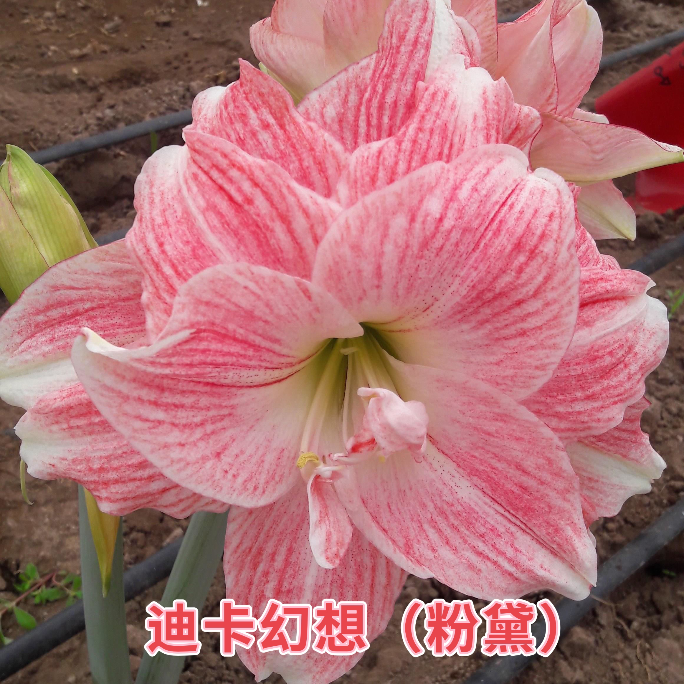 （小花匠花坊）蒂卡粉黛～重瓣，秘鲁进口朱顶红