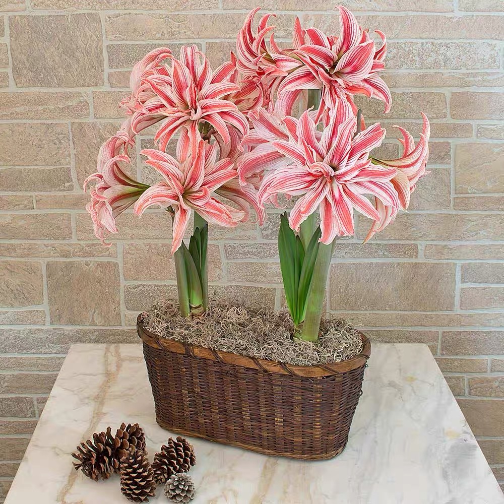 （小花匠花坊）多福莱特～重瓣，荷兰进口朱顶红种球