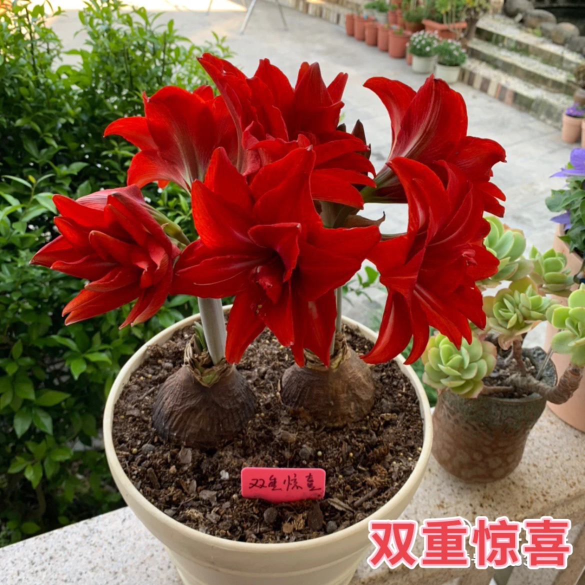 （小花匠花坊）双重惊喜（美味）～重瓣，荷兰进口朱顶红种球