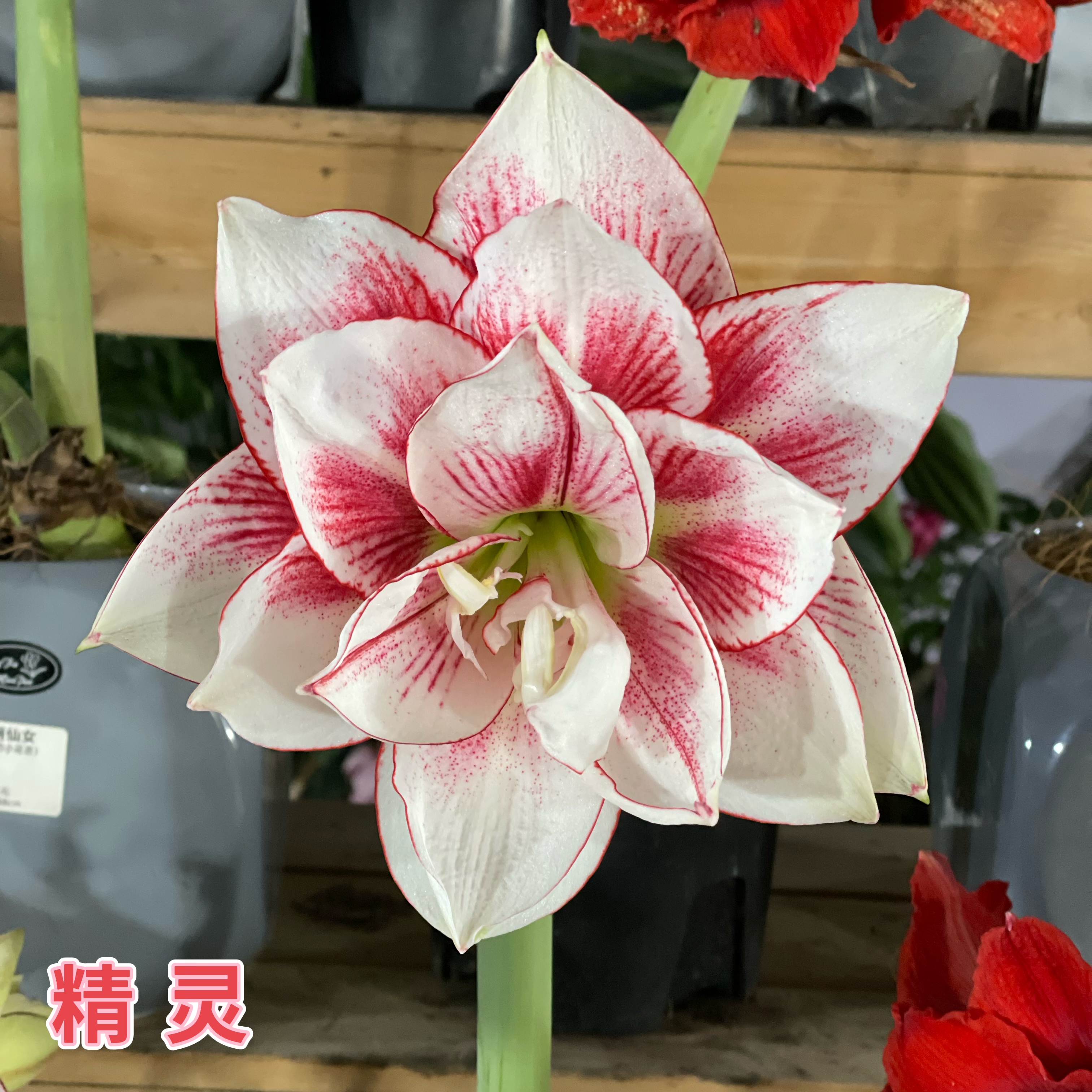 （小花匠花坊）精灵～重瓣，荷兰进口朱顶红种球