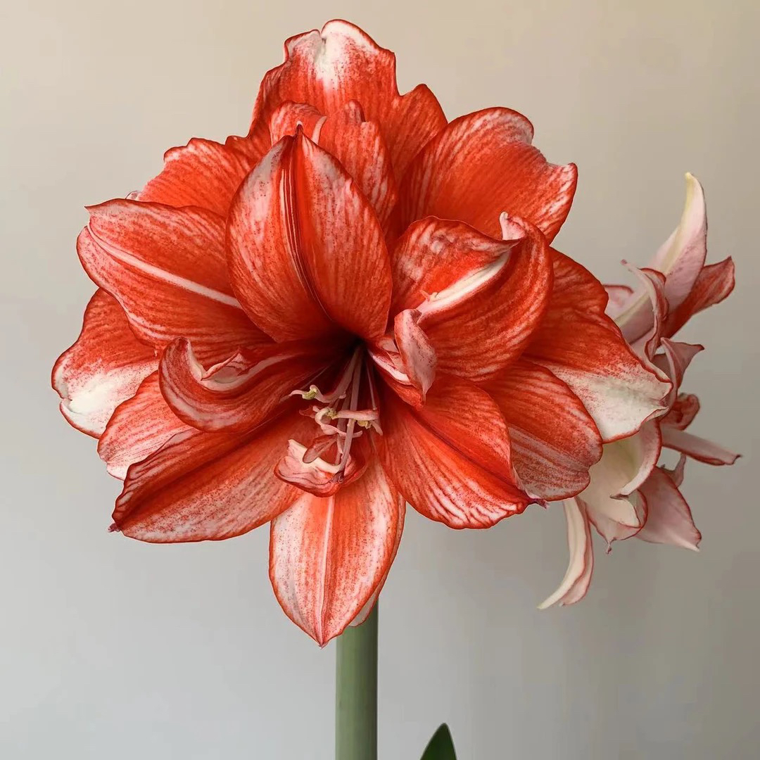 （小花匠花坊）火焰黛丝～重瓣，荷兰进口朱顶红种球