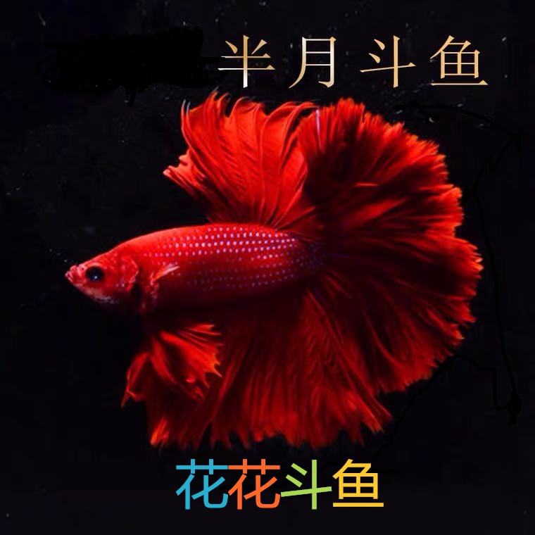 花花水族精品斗鱼精品50观赏~150号
