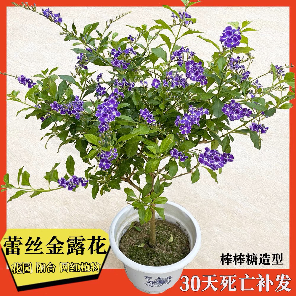 蕾丝金露花原盆造型观赏勤花巧克力花香味阳台庭院花境植物
