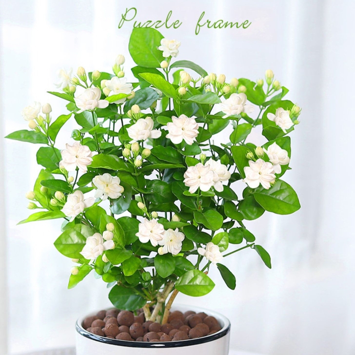 茉莉花盆栽浓香型室内绿植花卉盆景驱蚊驱蚊四季开花好养耐活家居