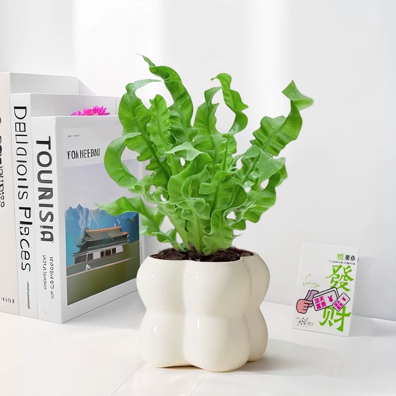 火焰鸟巢蕨盆栽蕨类植物室内网红北欧风四季办公室工位观叶植物