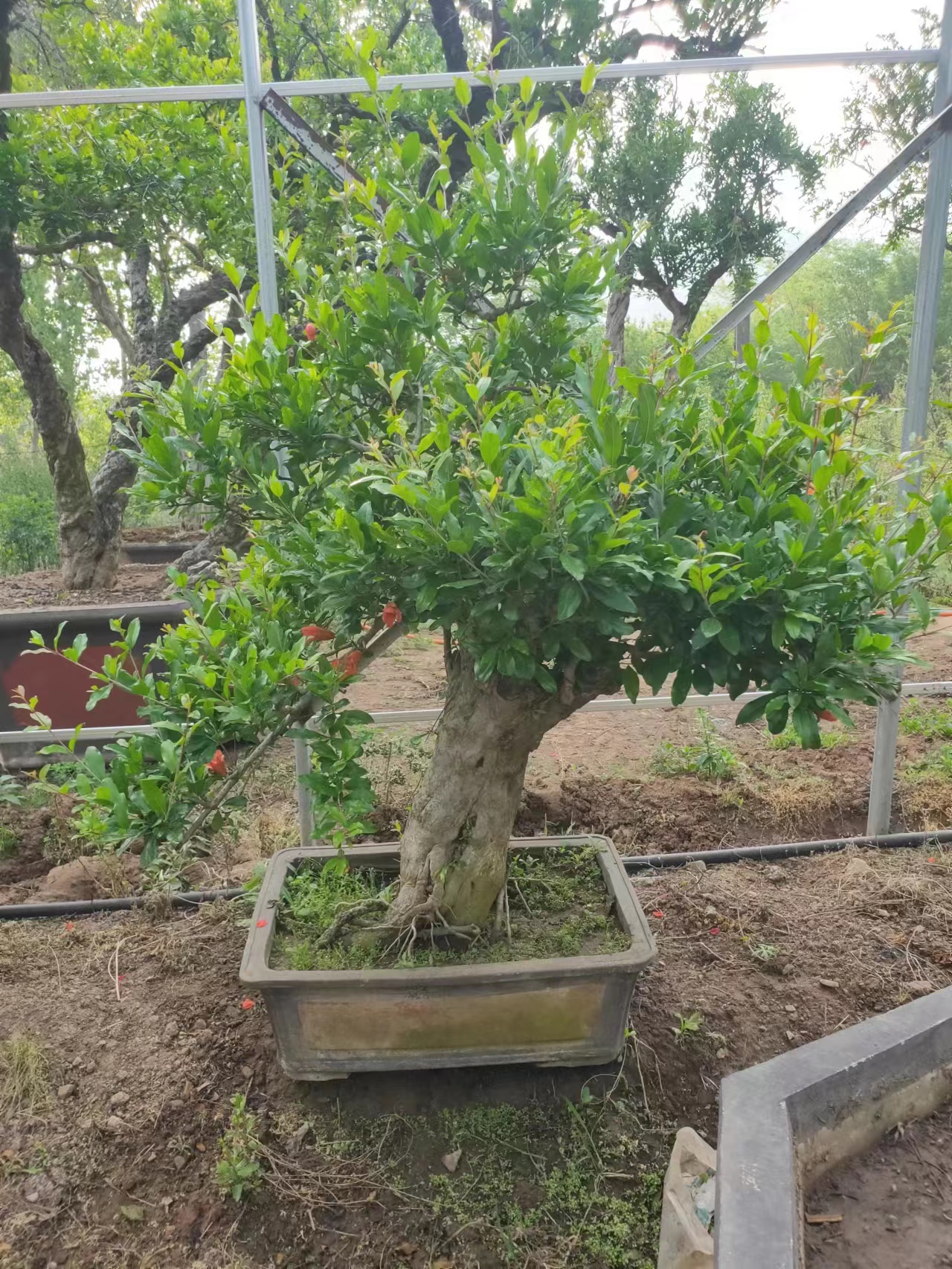 造型老桩盆景大红袍老桩【一物一拍】下单联系客服