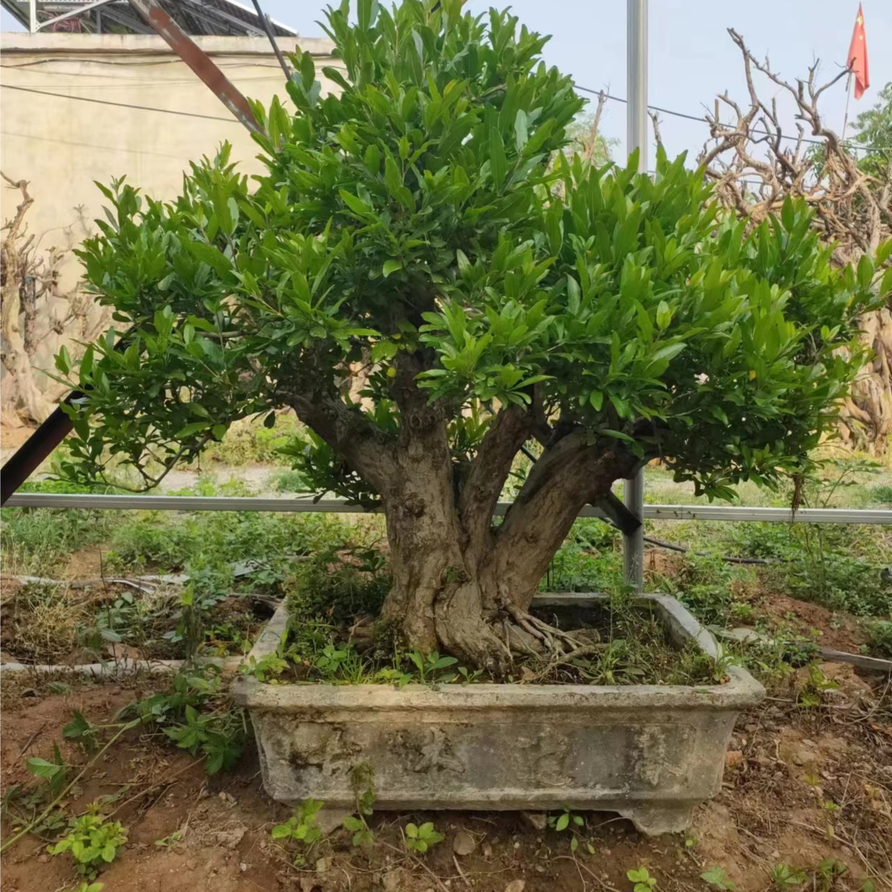 盆景大中小型造型盆景盆栽】【一物一拍】下单前联系客服