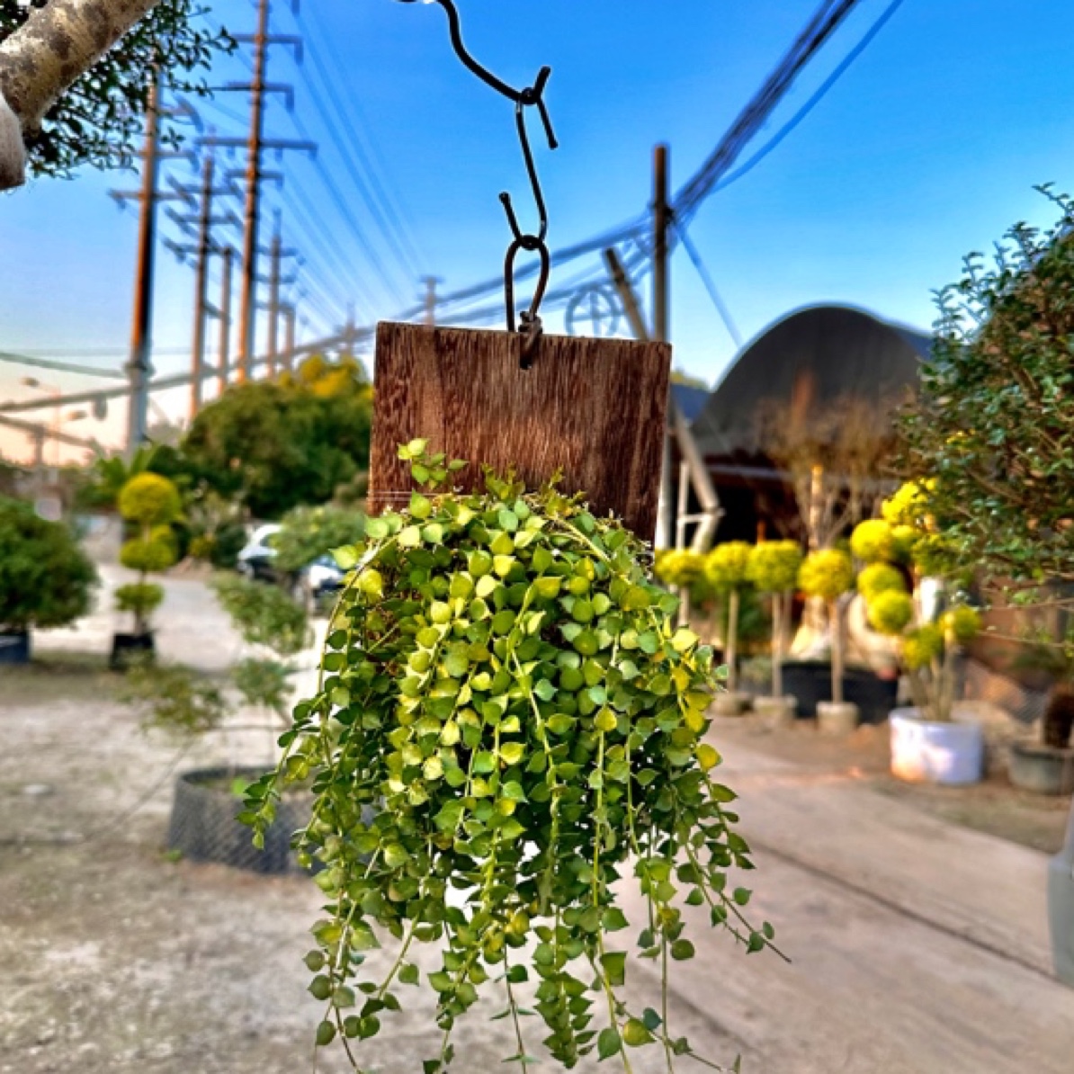 大叶伞鸟巢蕨百万心吊兰创意植物一物一拍