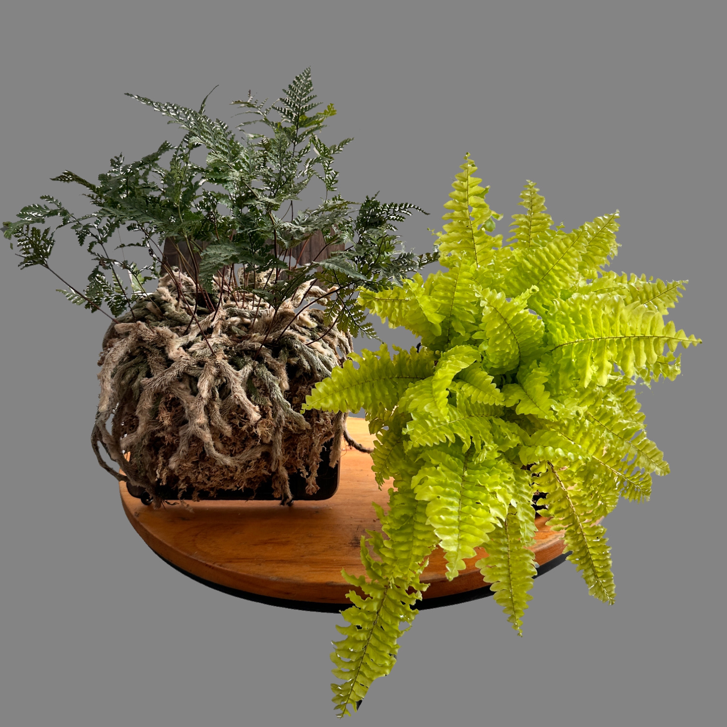 鹿角蕨网红植物桌摆支架可折叠好用又好收纳