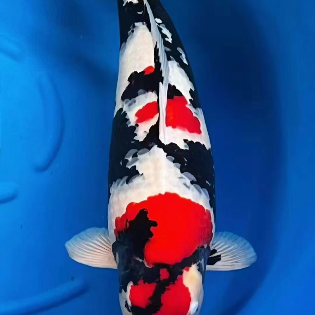 观赏鱼直播间红白大正昭和养殖发货