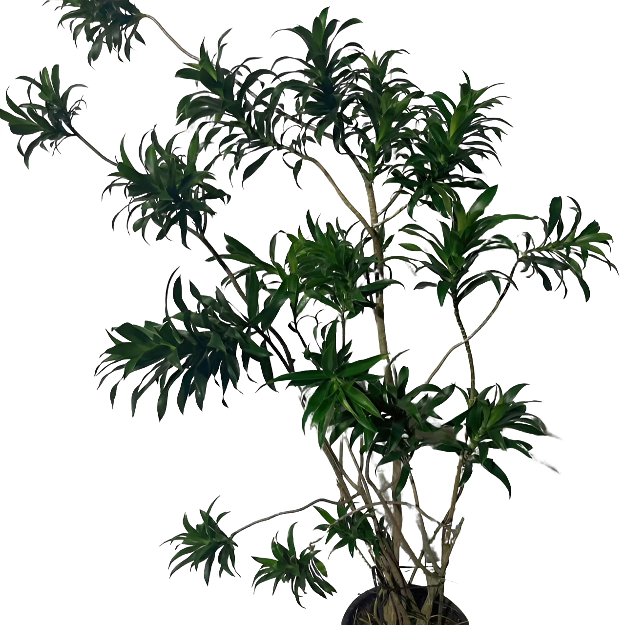 百合竹客厅绿植金边 青叶 柳叶 梦幻 真绿植盆栽老桩造型室内绿植