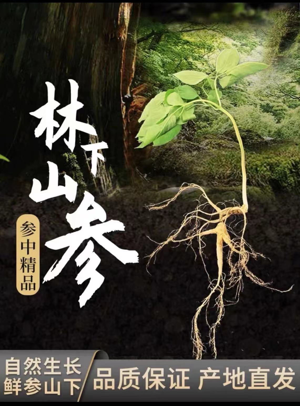 长白山特产 鲜林下参 泡酒泡水煲汤 改价链接 顺丰新鲜人参
