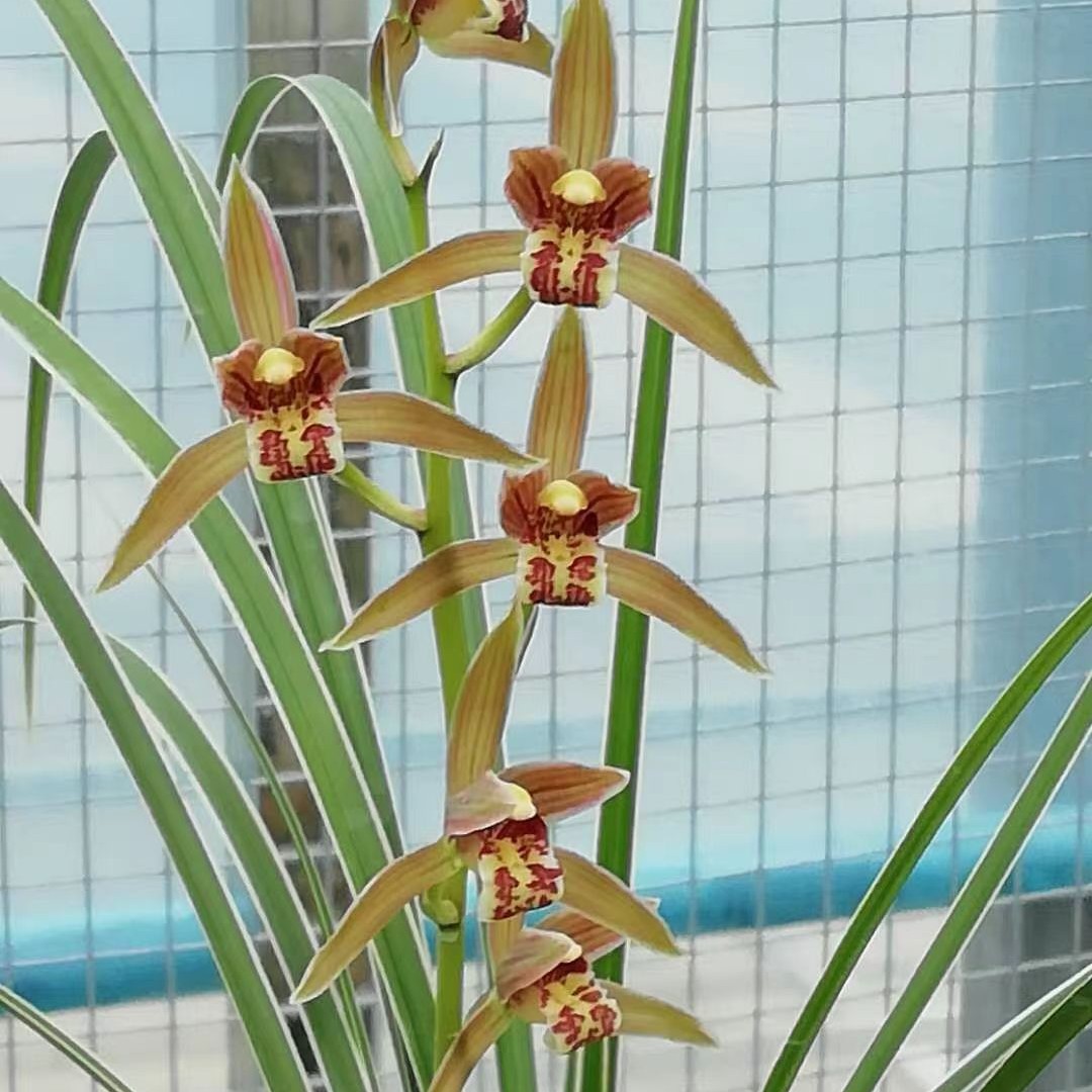 兰花幽香兰芷芳馨兰出香风远幽谷清芬清沁 花飞叶舞兰花清香栽培