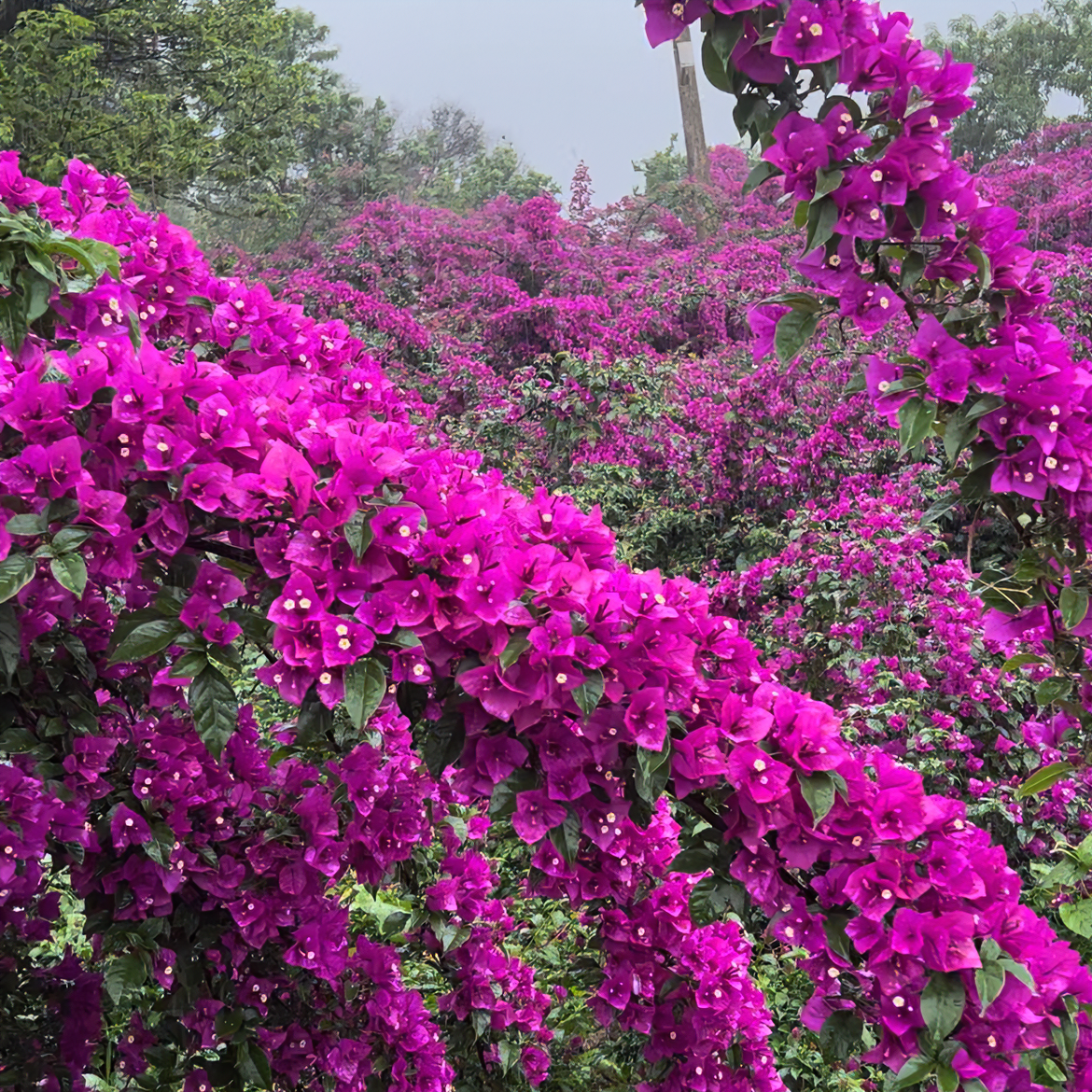 云南紫三角梅花卉盆栽庭院阳台爬藤植物易养活