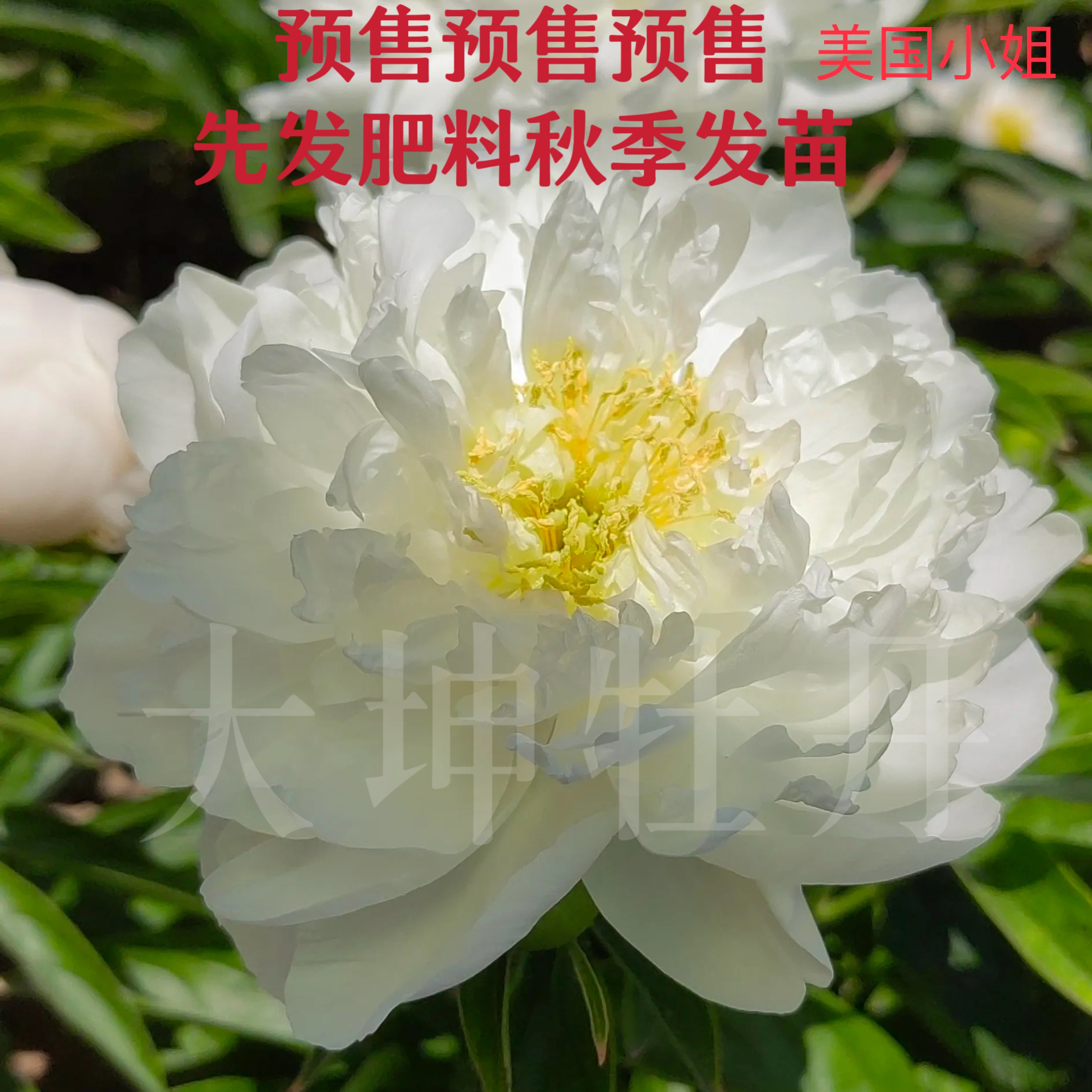 进口芍药【美国小姐】