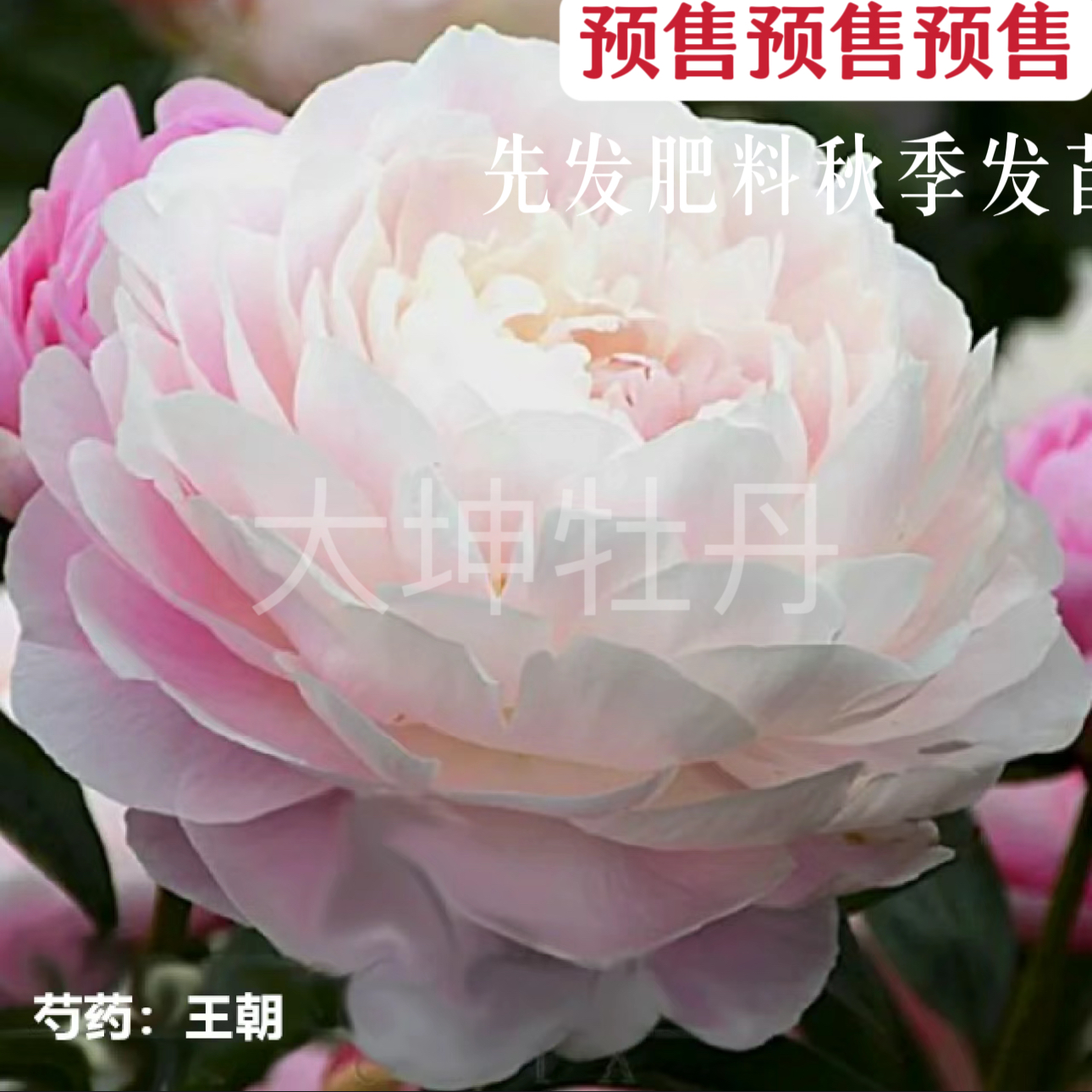 进口芍药【王朝】先发肥秋季发苗