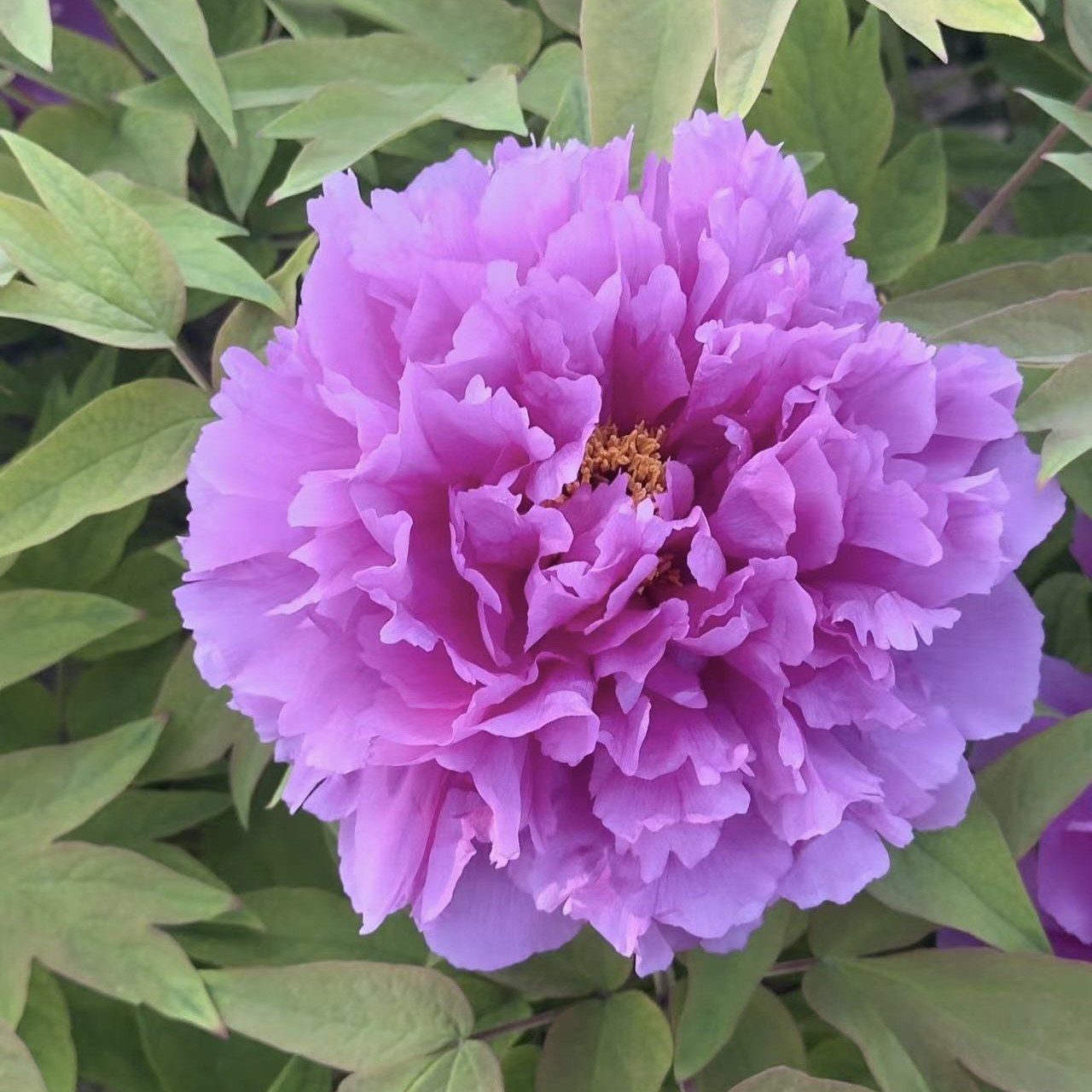 牡丹品种 【层中笑】