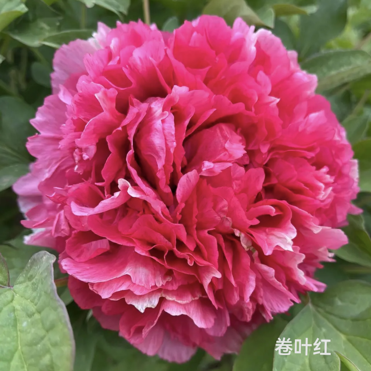 牡丹品种卷叶红 