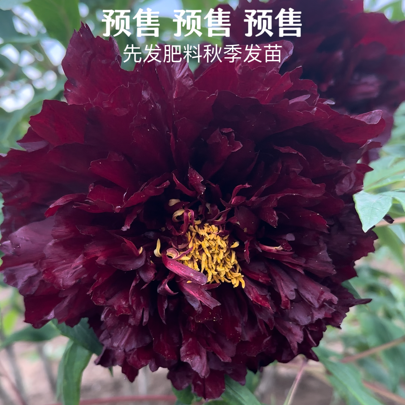 牡丹品种 【黑豹】