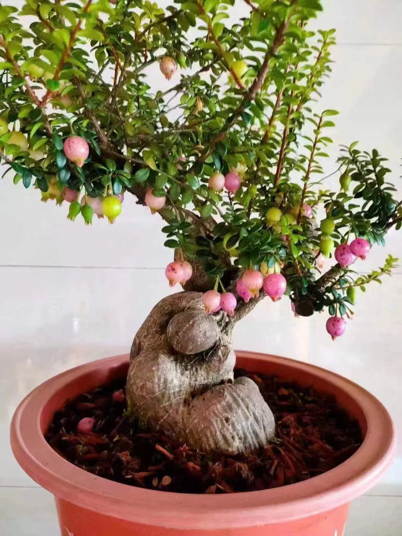 云南树萝卜 五翅莓