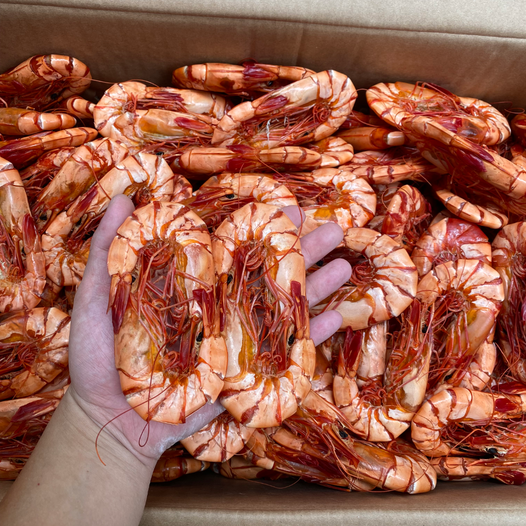 启兴  精选九节对虾 大号 可送礼 食用