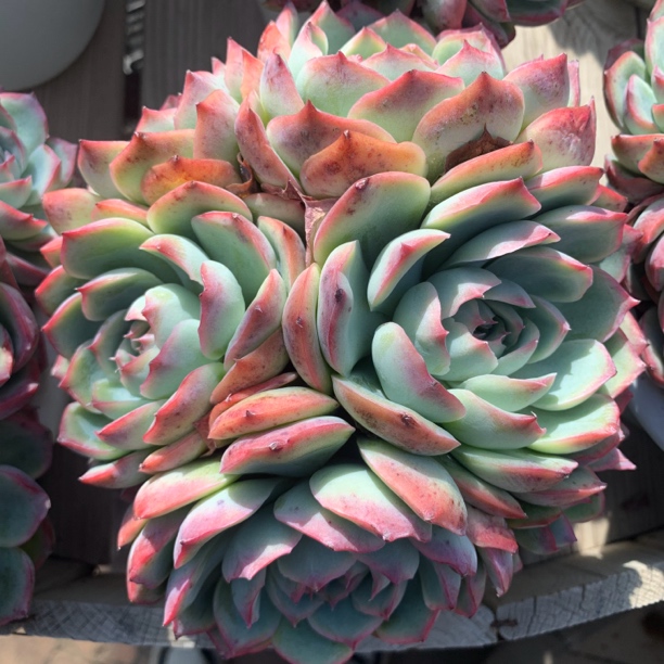 《新疆包邮》水晶玫瑰（手捧群生）18cm冠幅