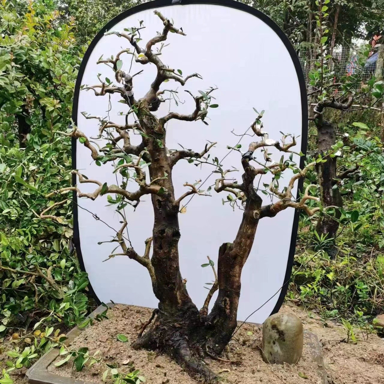 差价链接雀梅山格黑骨茶山橘绣花针胡秃子浓子茉莉春花桃金娘