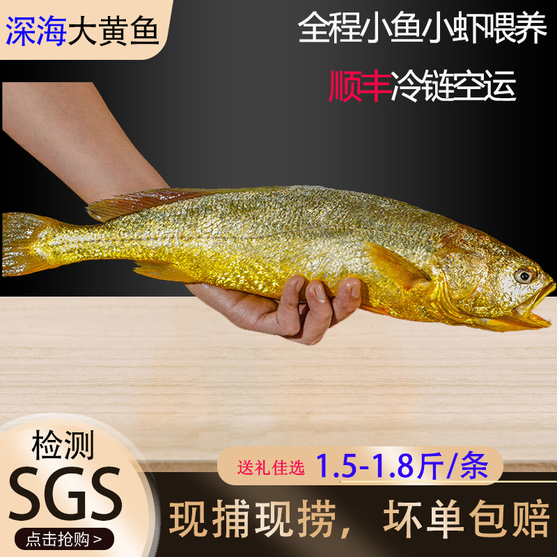 【1.5-1.8斤】东海黄鱼深海生态水产正宗黄花鱼冰鲜新鲜大黄鱼顺丰