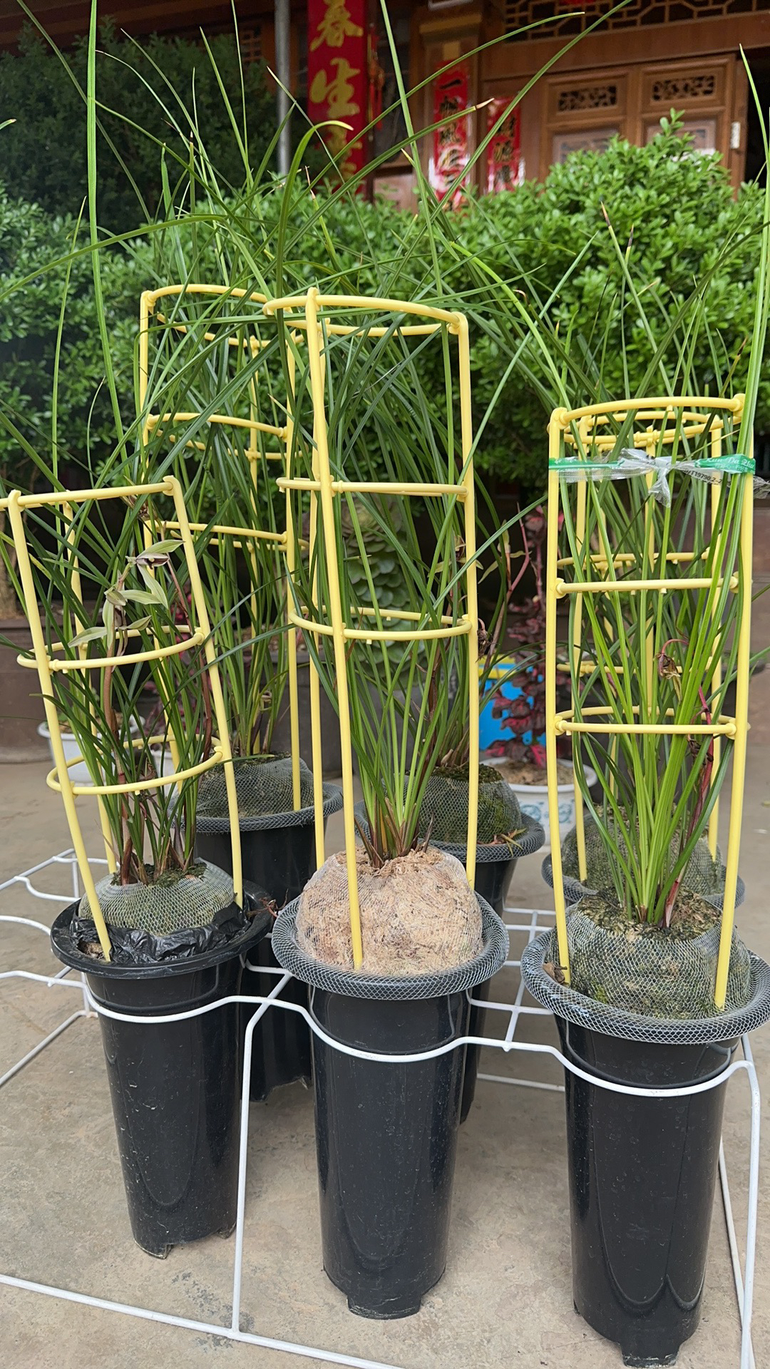 莲瓣兰一物一拍（价格以直播间成交价格为准）