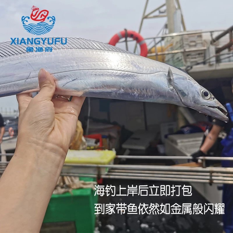 舟山带鱼新鲜海钓带鱼非冷冻大刀鱼鲜活东海小眼睛带鱼