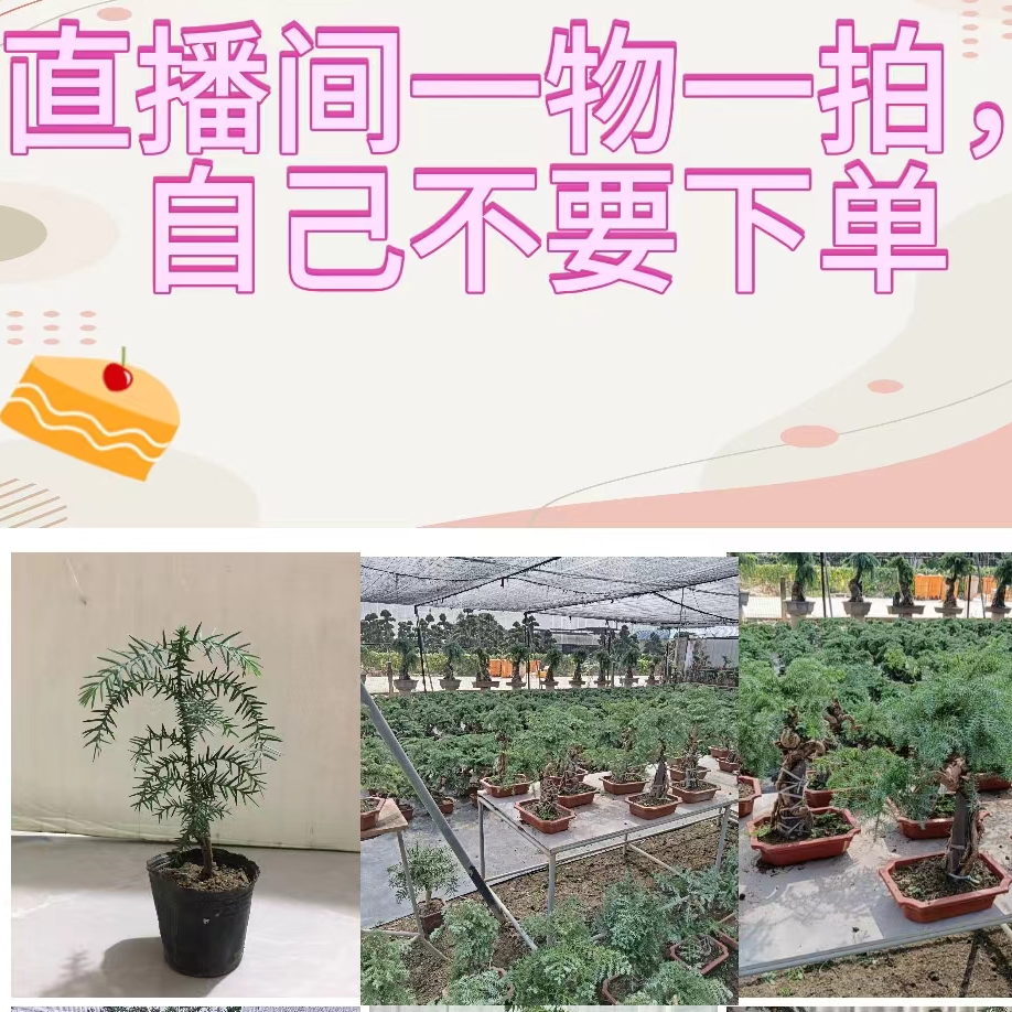 澳洲杉盆景一物一拍基地直发常青常绿树