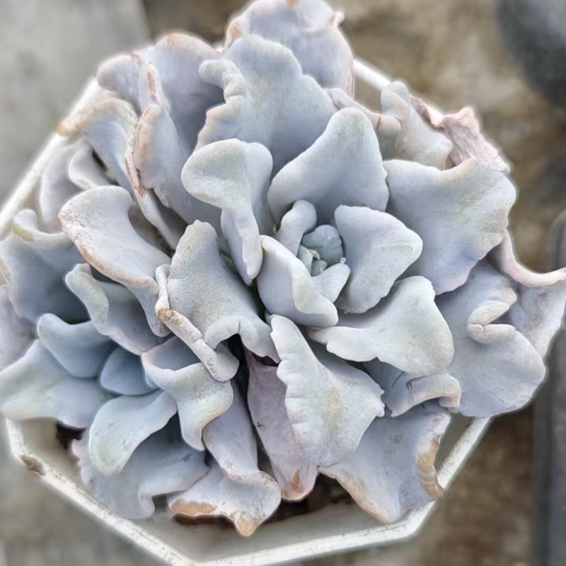 芭蕾舞者精品多肉裸根上盆