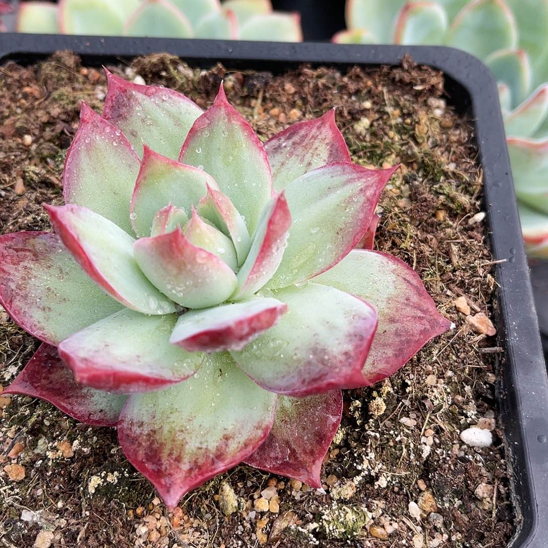 大惊鸿仙子彩虹多肉