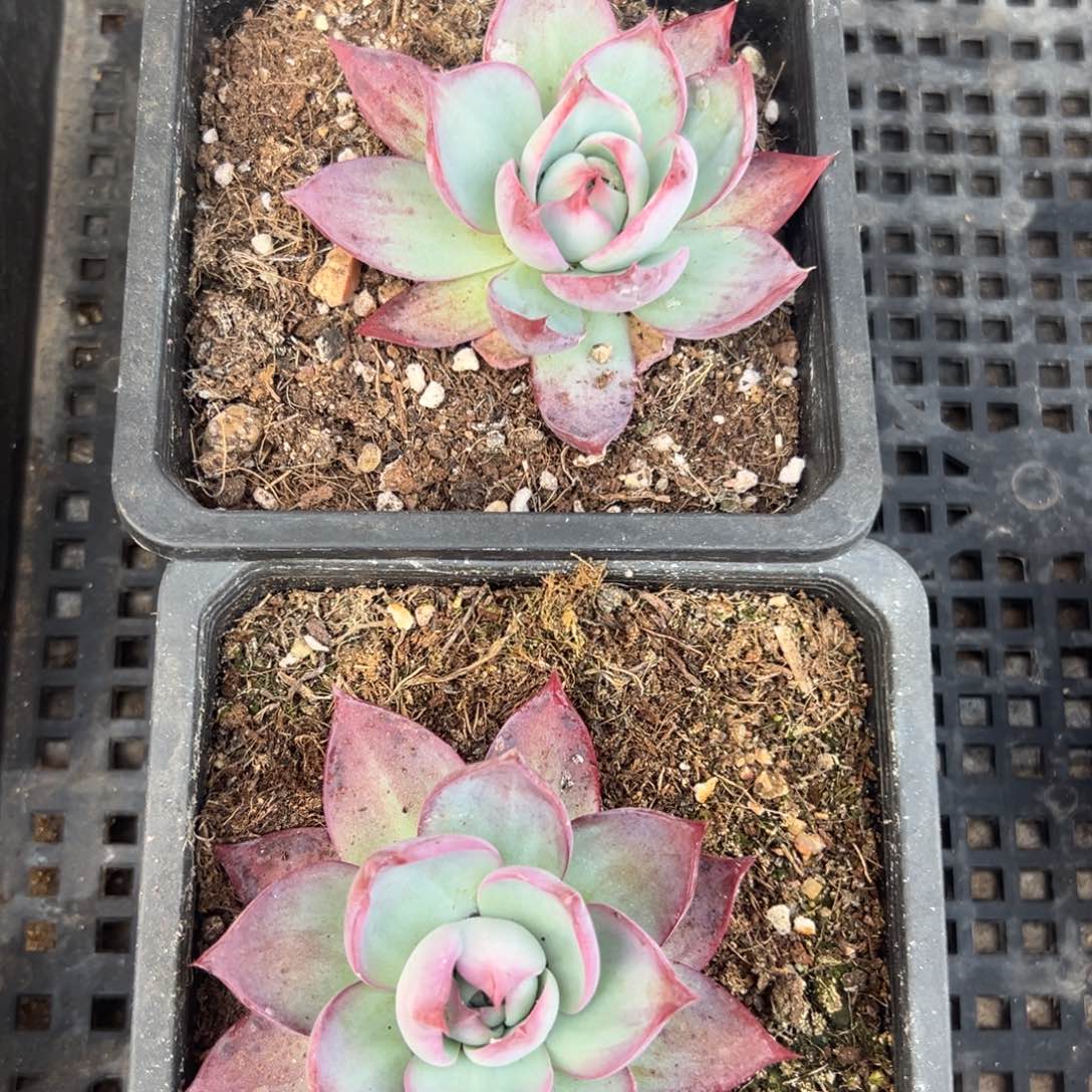 双十一活动大盆惊鸿仙子