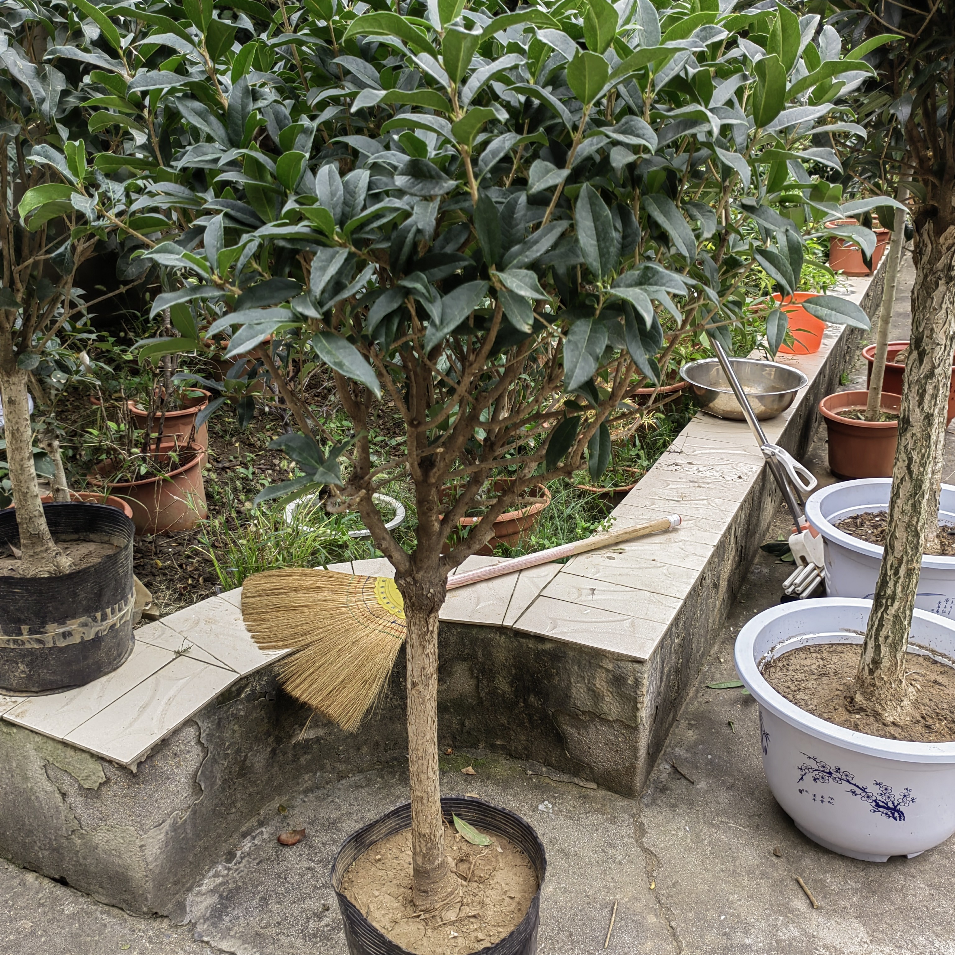 桂花丶老桩桂花丶四季开花香丶园林庭院养植桂花